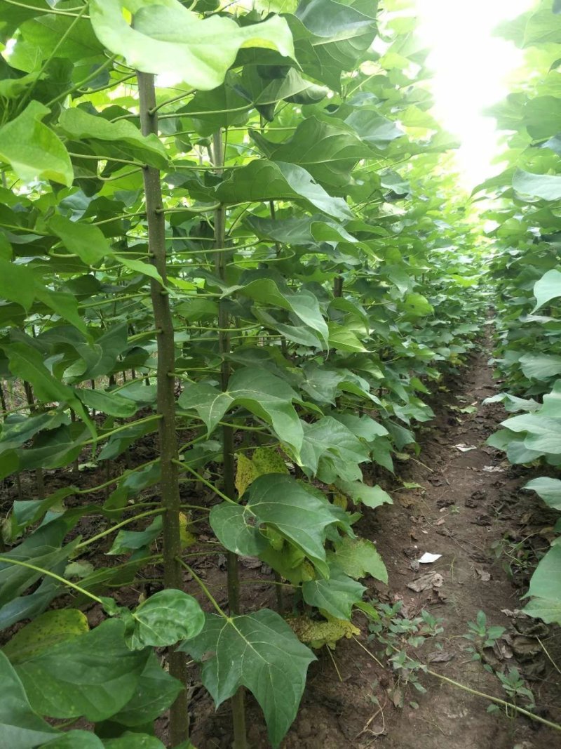 4公分楸树