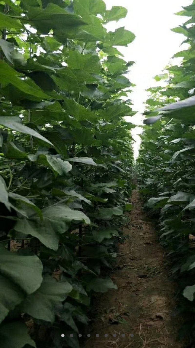 4公分楸树