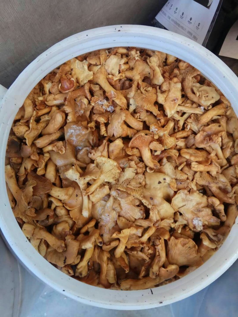 野生黄丝菌