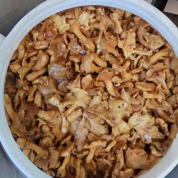 野生黄丝菌