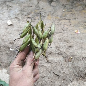 毛慈菇