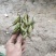 毛慈菇