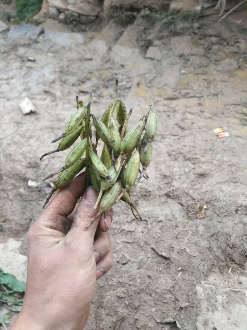 毛慈菇