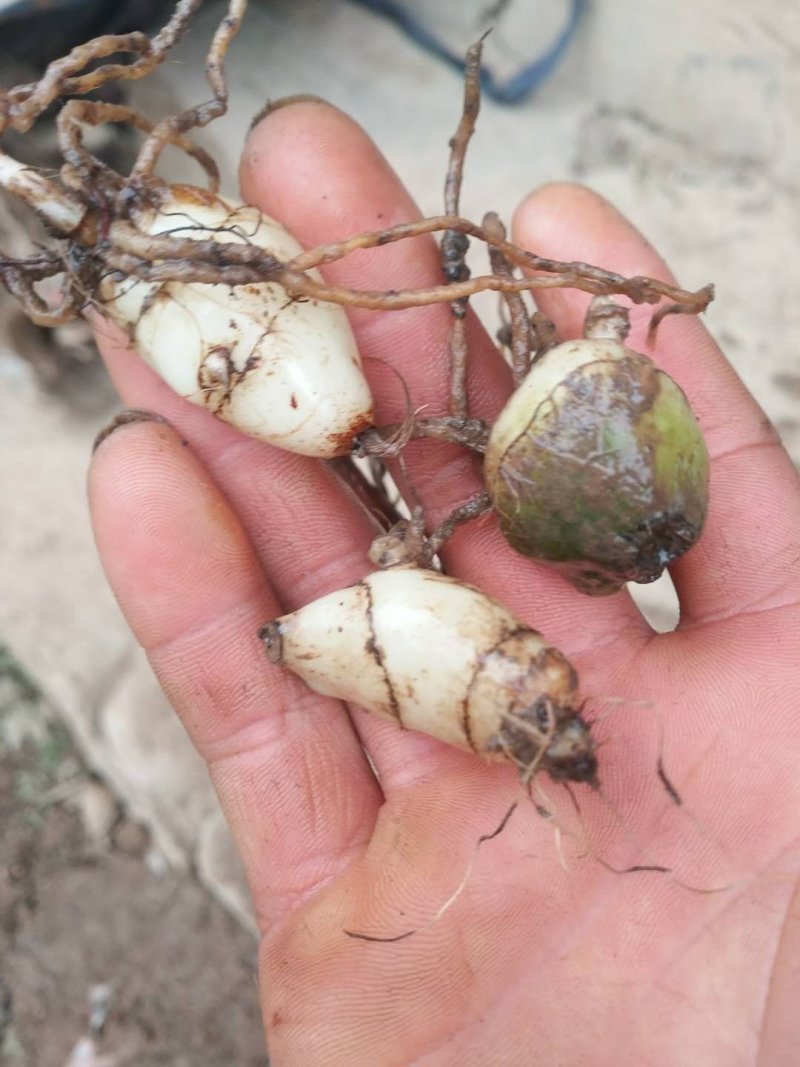 毛慈菇