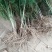 优质芦笋苗保质保量可以视频发货。欢迎参观。