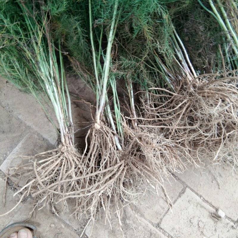优质芦笋苗保质保量可以视频发货。欢迎参观。