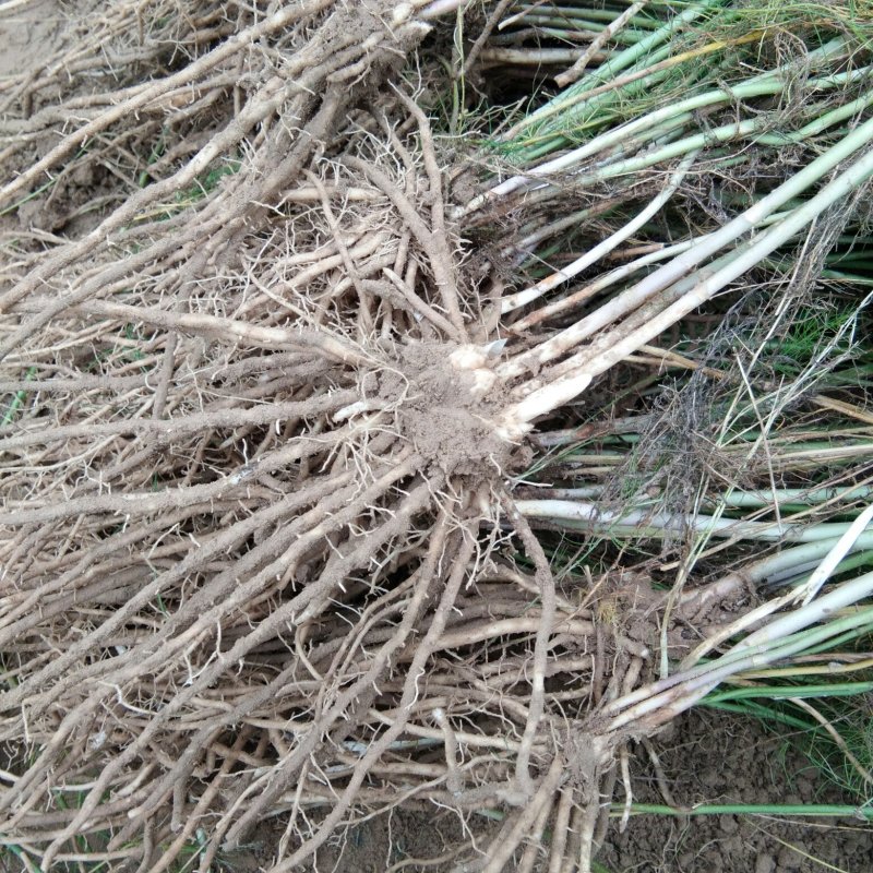 优质芦笋苗保质保量可以视频发货。欢迎参观。