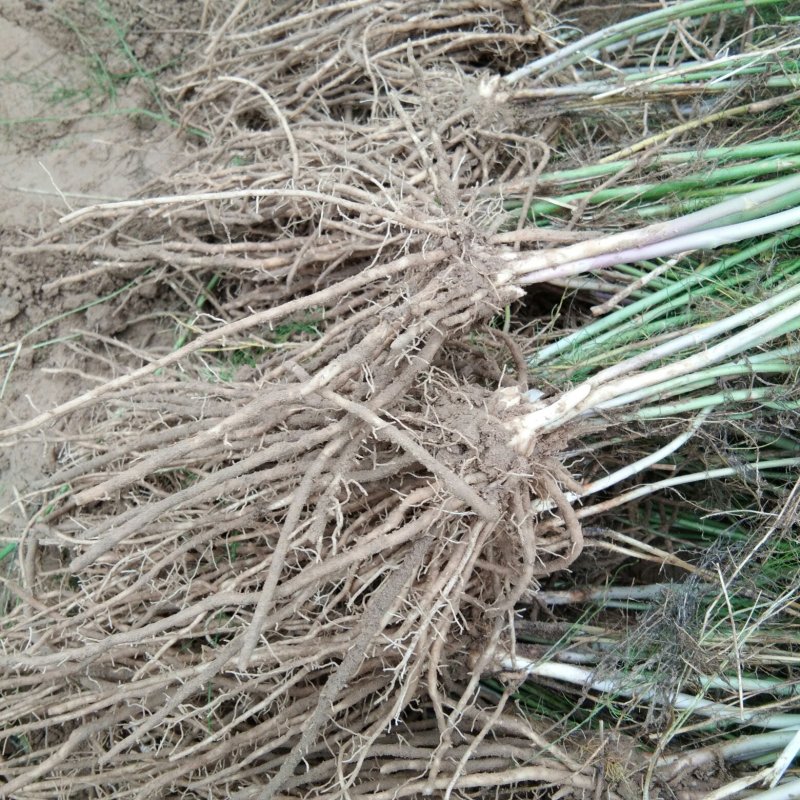 优质芦笋苗保质保量可以视频发货。欢迎参观。