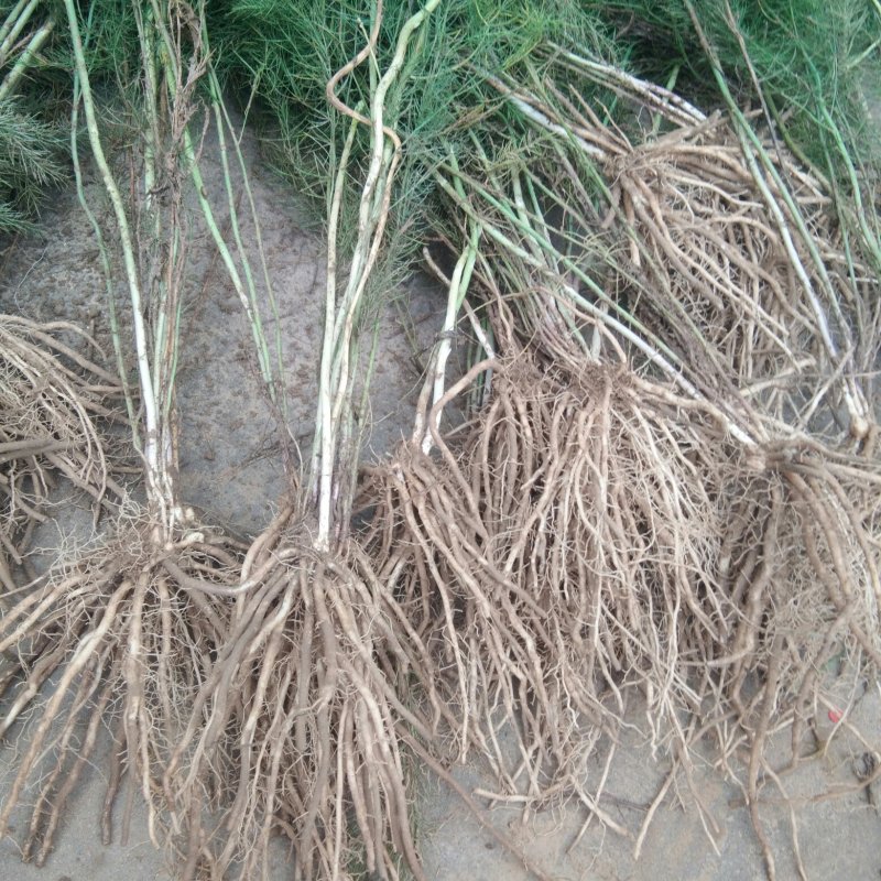 优质芦笋苗保质保量可以视频发货。欢迎参观。