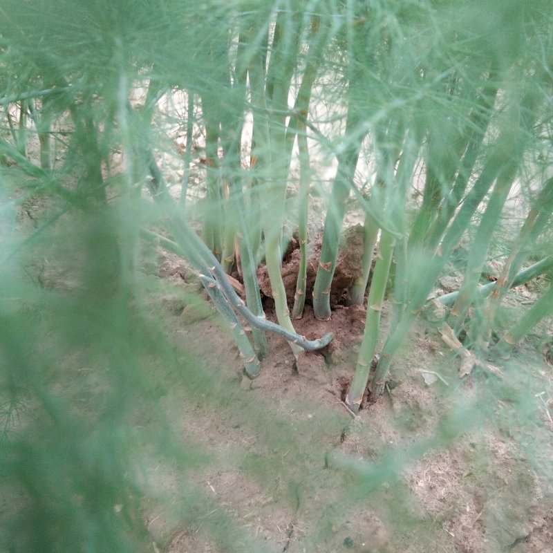 优质芦笋苗保质保量可以视频发货。欢迎参观。