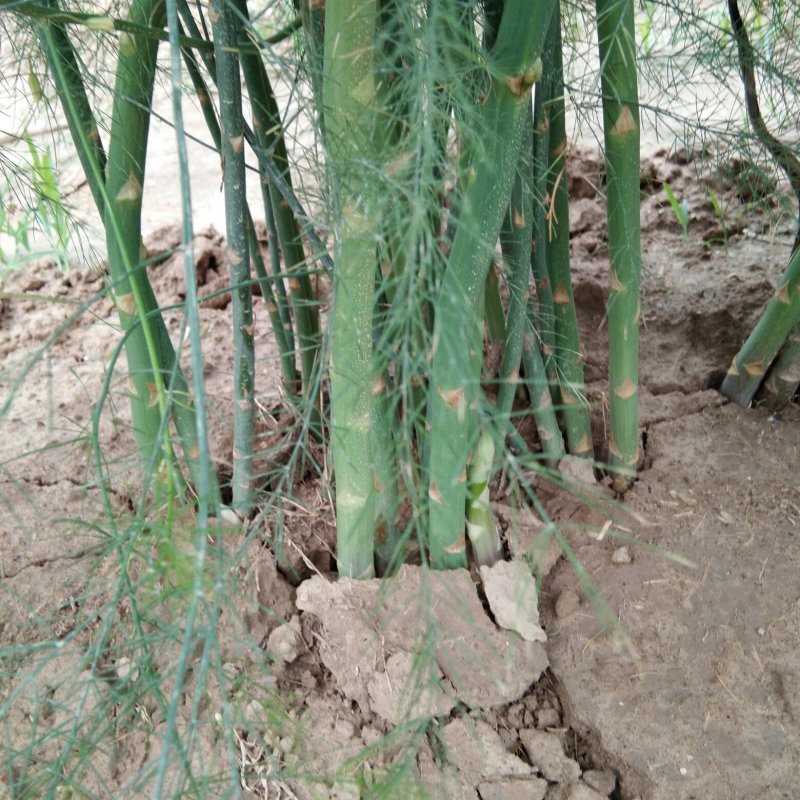 优质芦笋苗保质保量可以视频发货。欢迎参观。