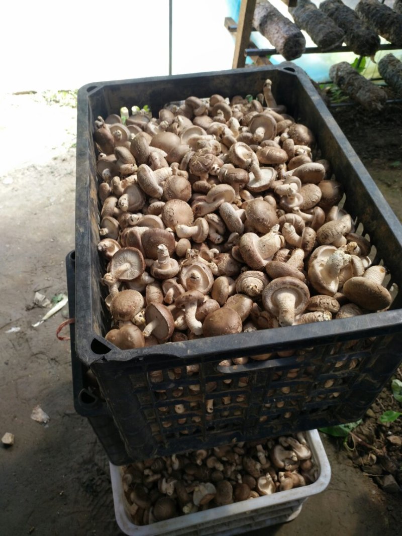 鲜香菇