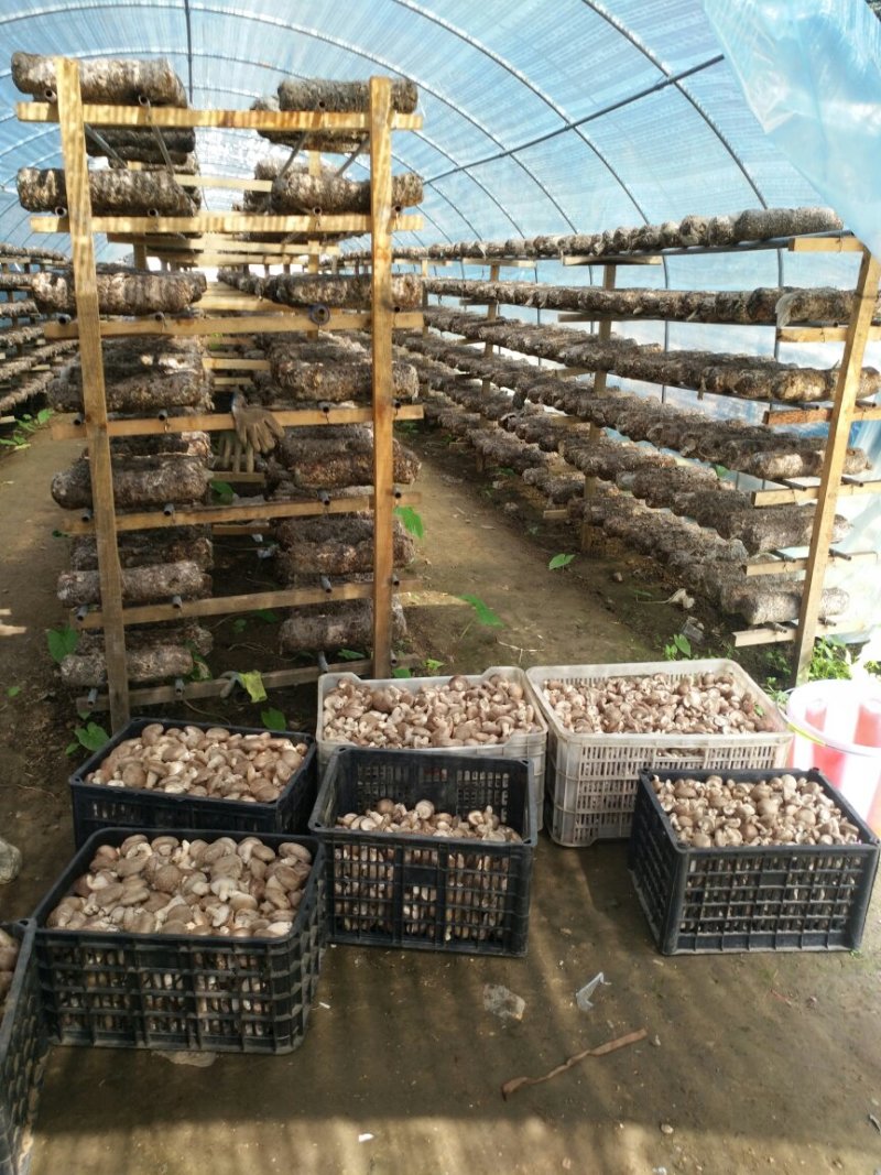 鲜香菇