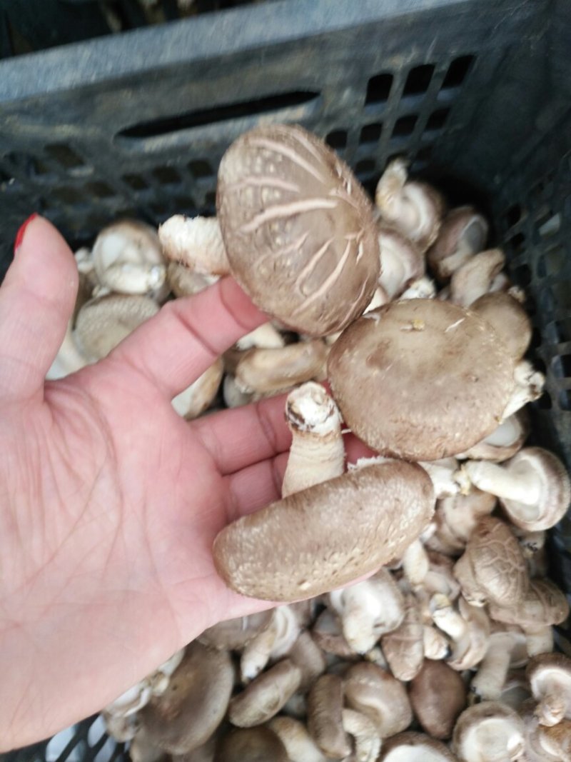鲜香菇