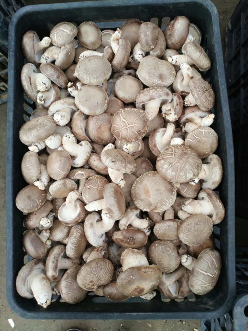 鲜香菇