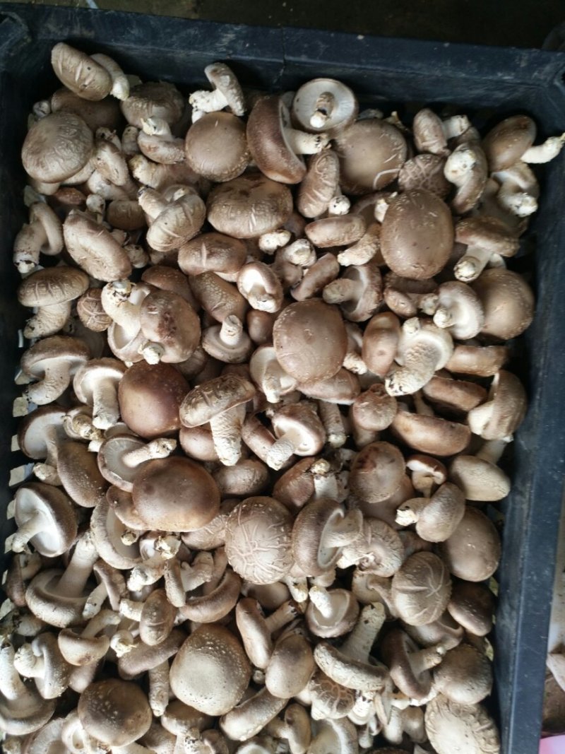 鲜香菇