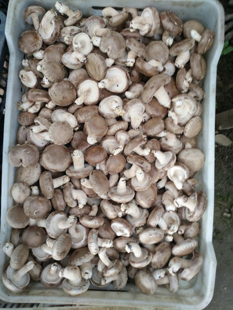 鲜香菇