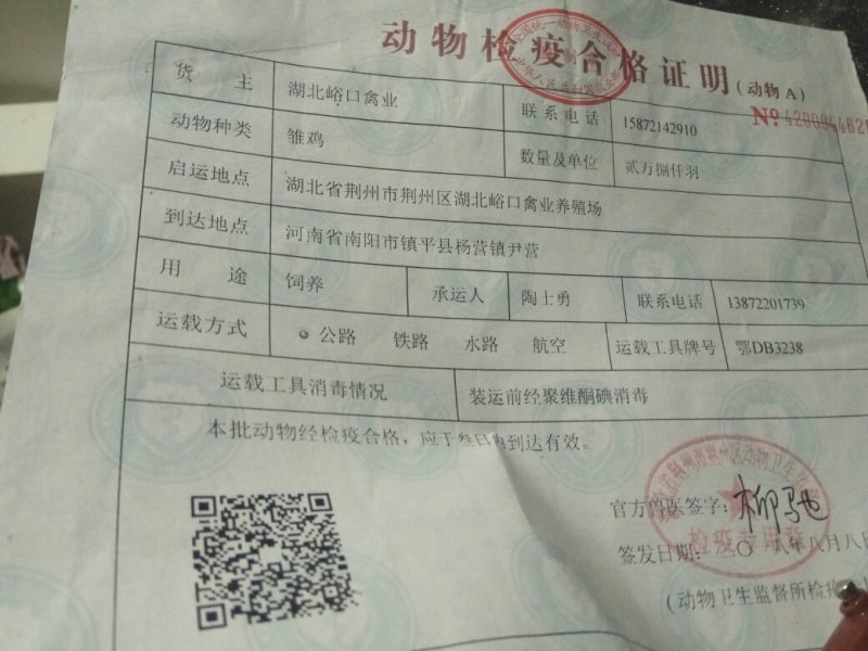 常年供应峪口京红一号60日龄青年蛋鸡。