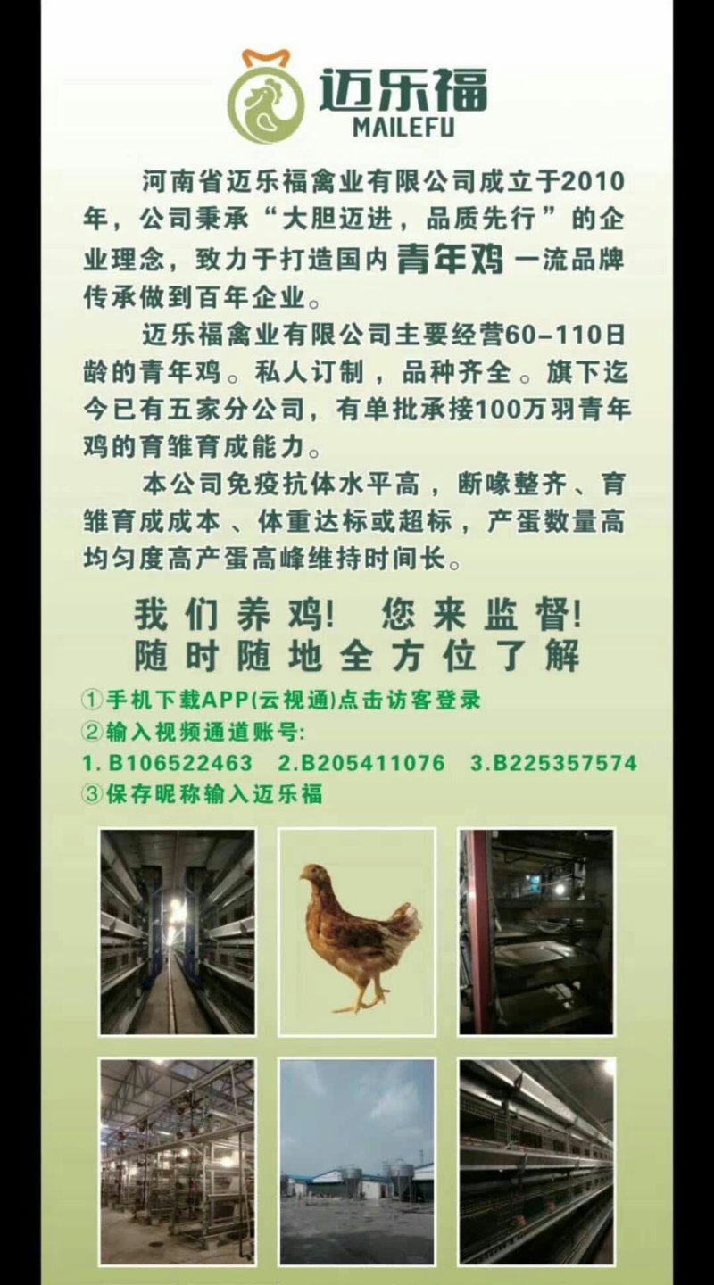 常年供应峪口京红一号60日龄青年蛋鸡。