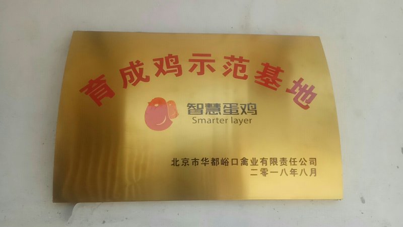 常年供应峪口京红一号60日龄青年蛋鸡。