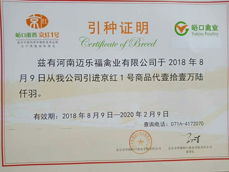 常年供应峪口京红一号60日龄青年蛋鸡。