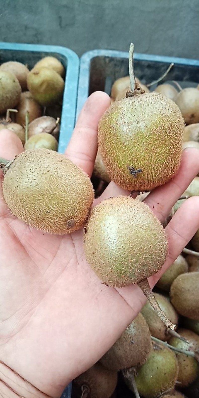 眉县冷库果〈徐香小桃60-90质量杠杠滴