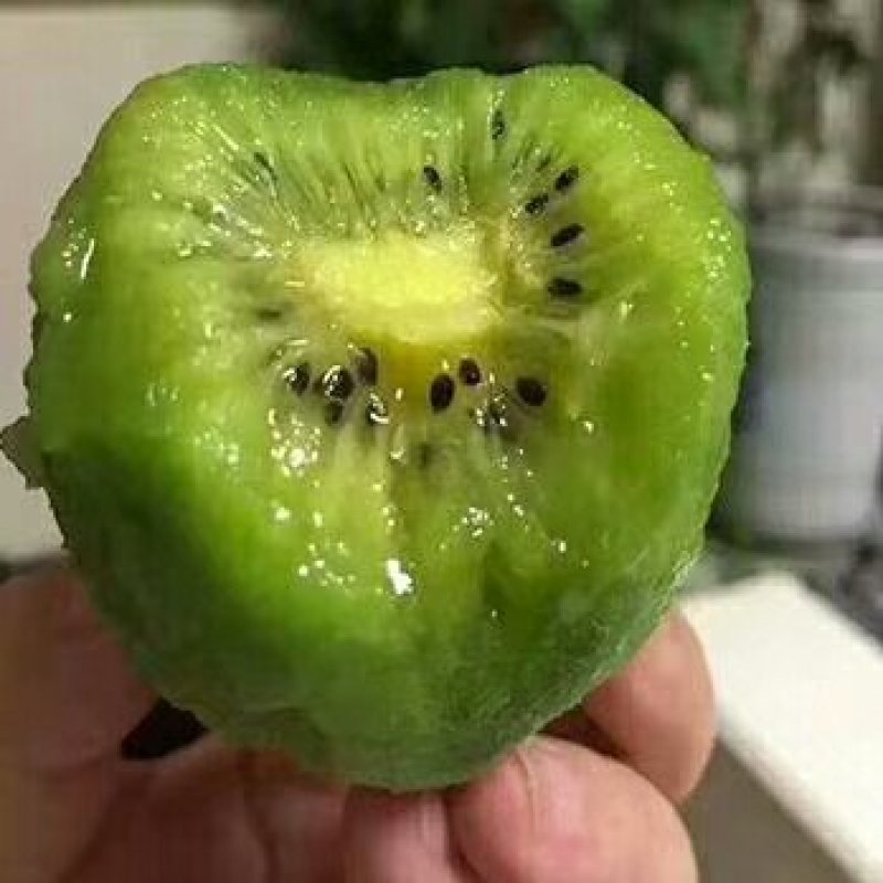 徐香猕猴桃