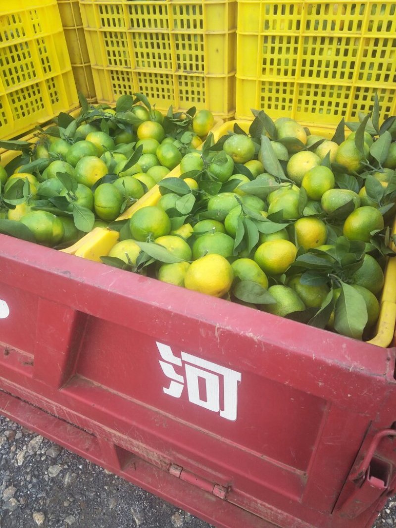 特早蜜橘，和普早蜜橘