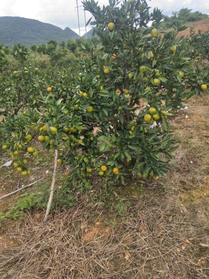 特早蜜橘，和普早蜜橘