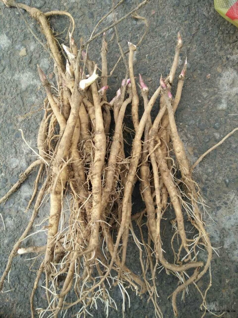 牡丹苗，品种纯正，花牡丹油牡丹。绿化花卉。