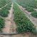 优质草莓苗香野，白草莓系列保质保量根系发达