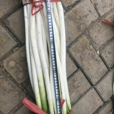 长白葱