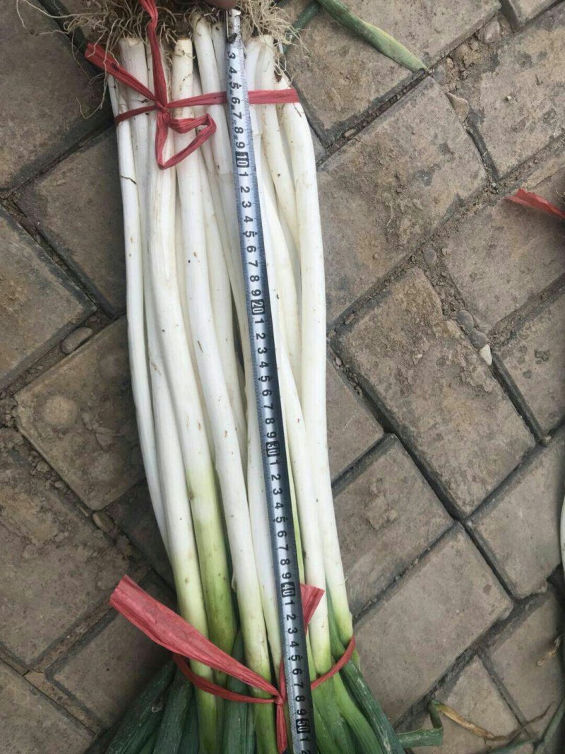 长白葱