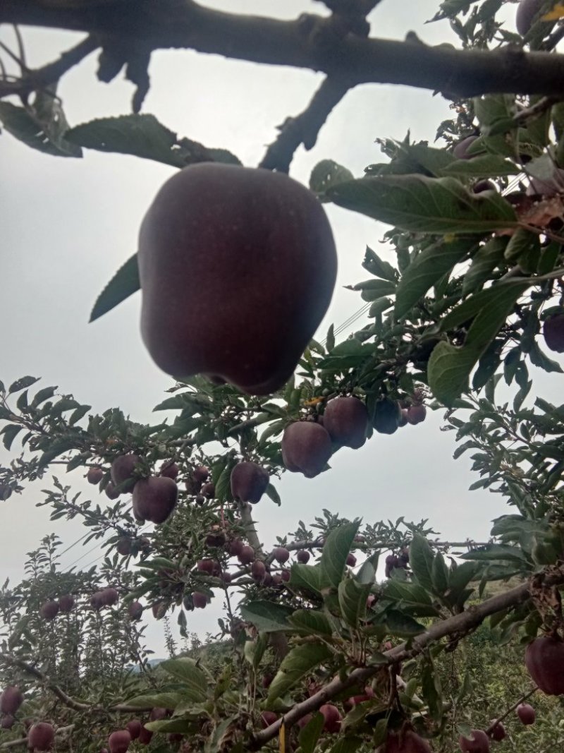 蛇果.花牛.三红，富士