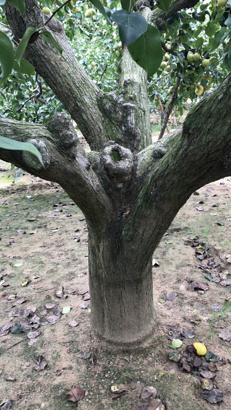 河南商丘宁陵梨子上市需要的朋友联系我还有一万千斤左右