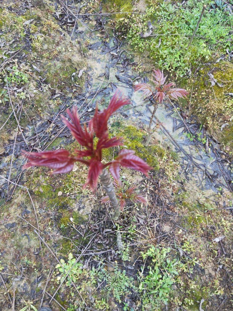 香椿苗一年四季大量出售，品质优良