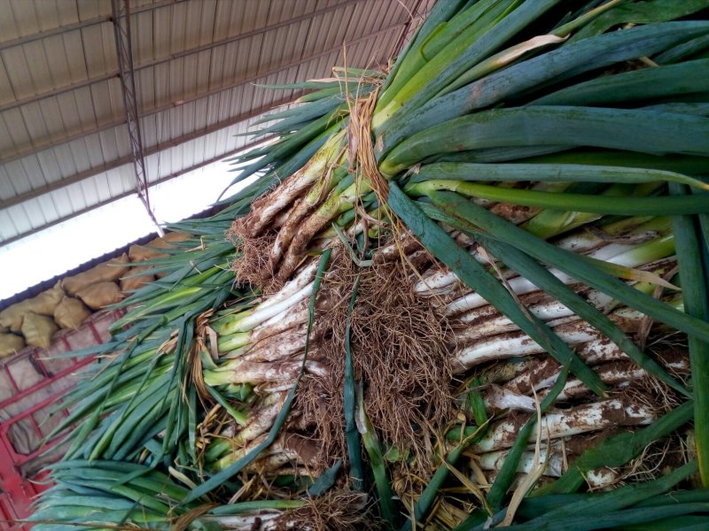 甘肃精品长白葱产地直供欢迎老板来电实地考察