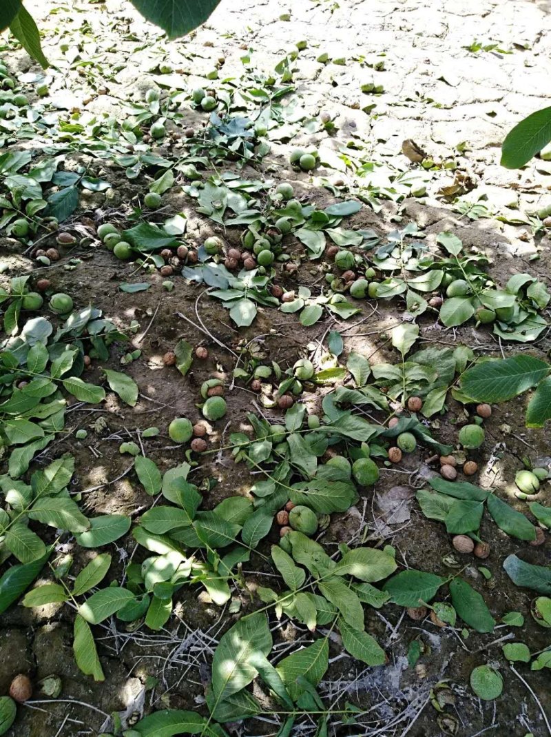 新疆核桃30mm以上去皮干