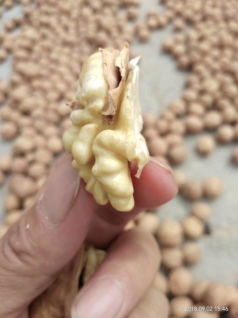 新疆核桃30mm以上去皮干
