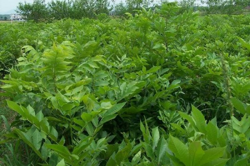 碧根果苗基地美国山核桃苗批发耐贫瘠耐干旱易管理