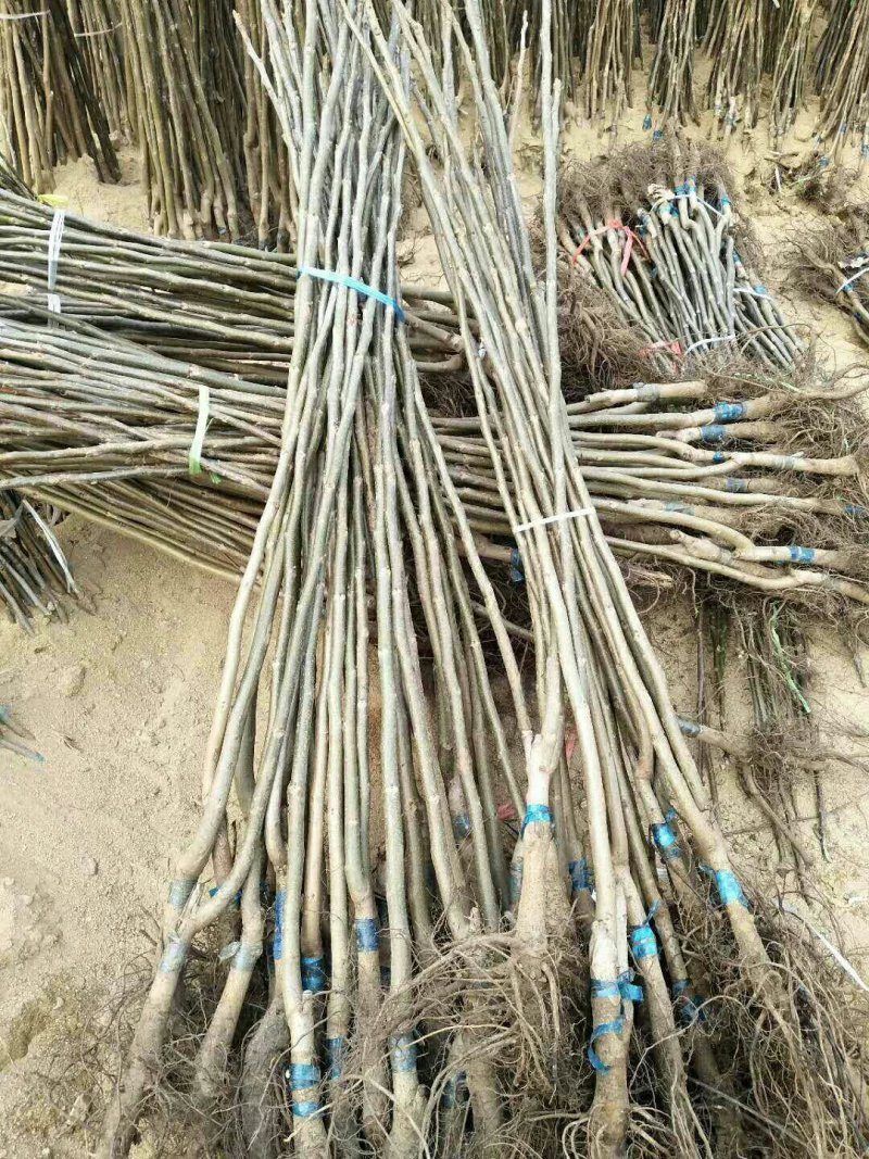 碧根果苗基地美国山核桃苗批发耐贫瘠耐干旱易管理