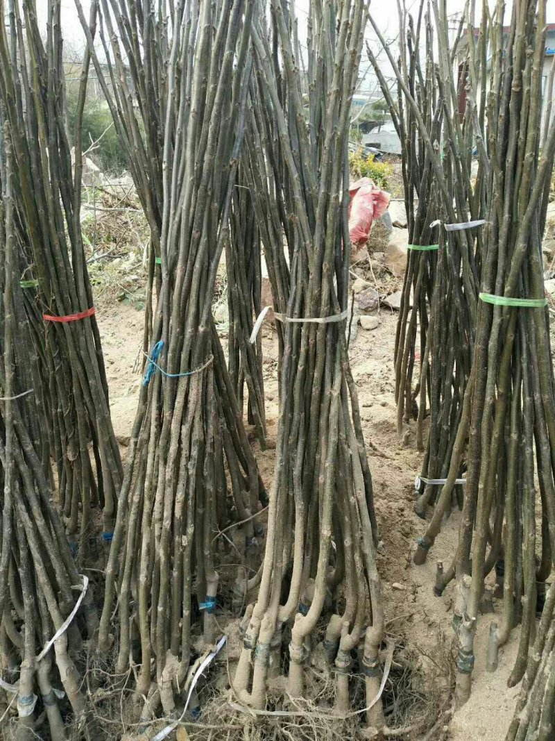 碧根果苗基地美国山核桃苗批发耐贫瘠耐干旱易管理