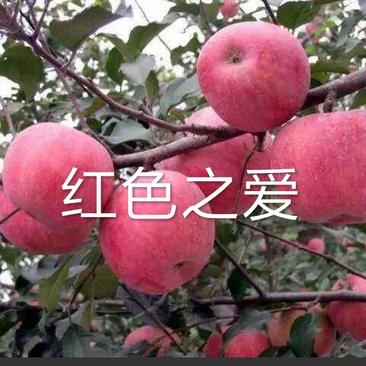 红色之爱，又名红肉苹果，是由日本引进。口感，苹果树苗