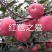 红色之爱，又名红肉苹果，是由日本引进。口感，苹果树苗
