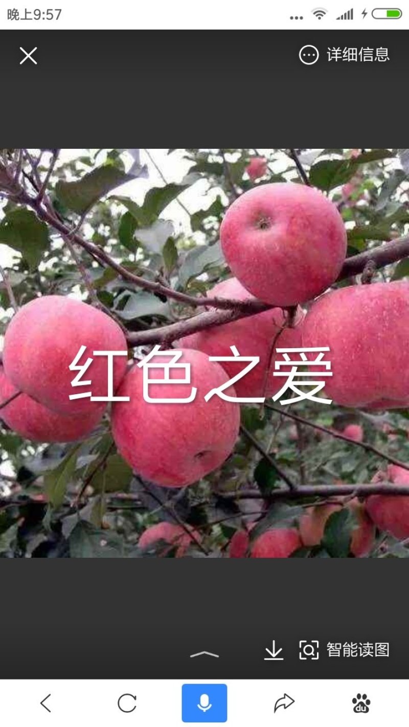 红色之爱，又名红肉苹果，是由日本引进。口感，苹果树苗