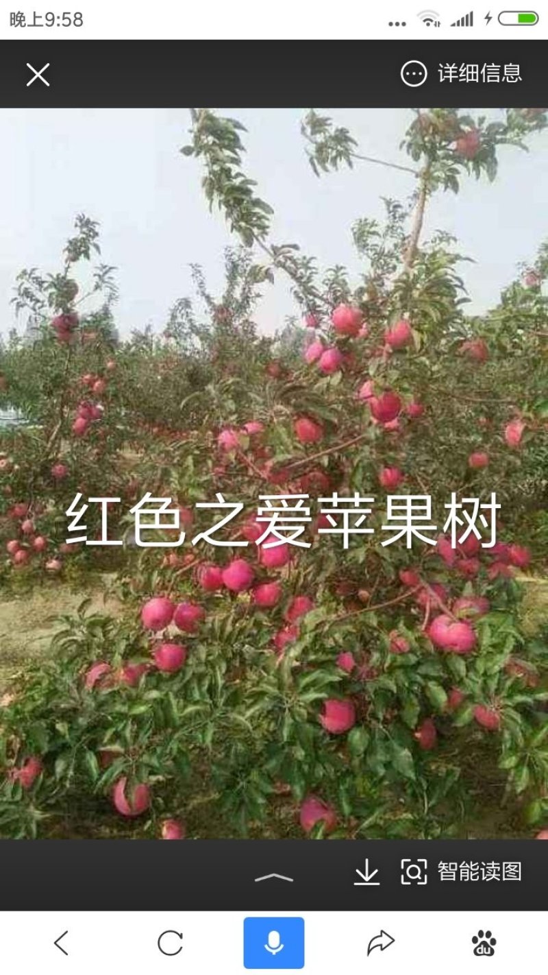 红色之爱，又名红肉苹果，是由日本引进。口感，苹果树苗