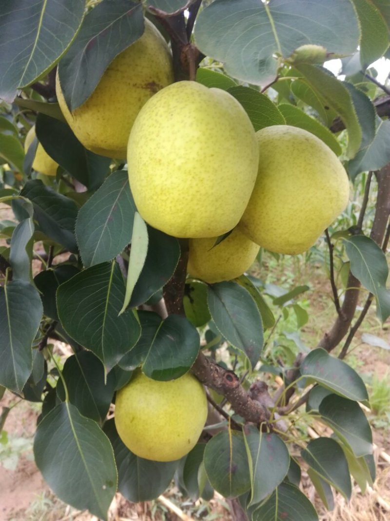 玉露香梨，原平玉露香梨