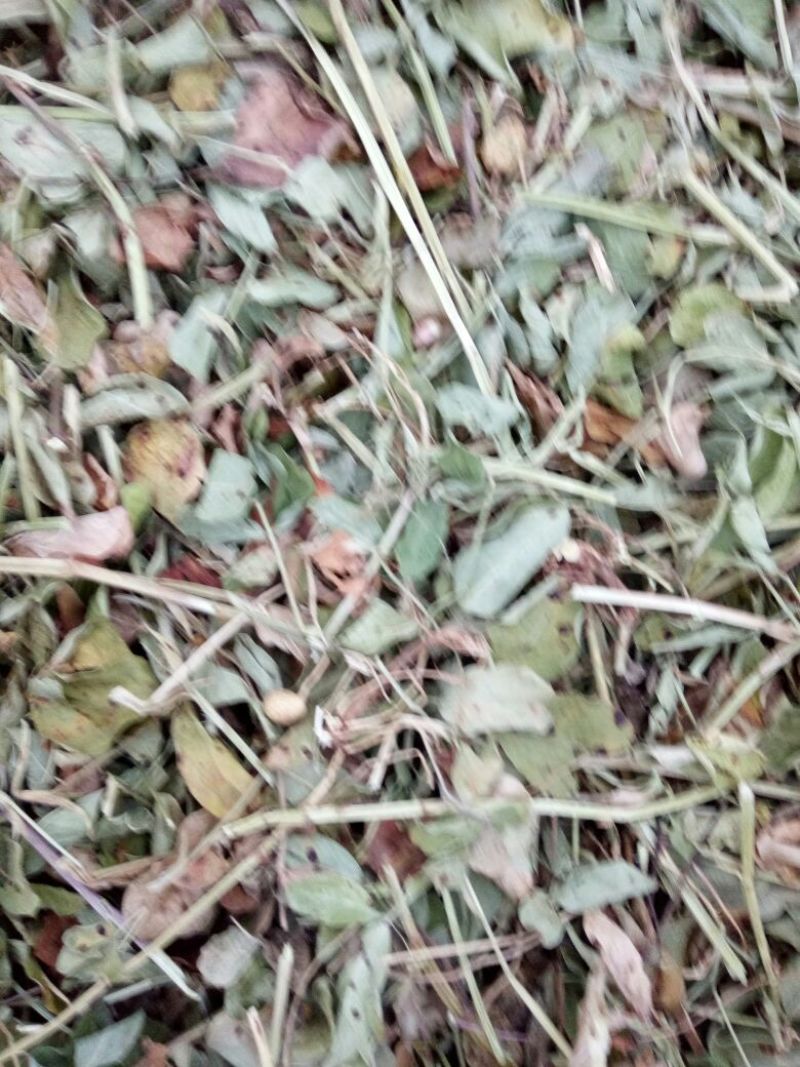 花生秧2018