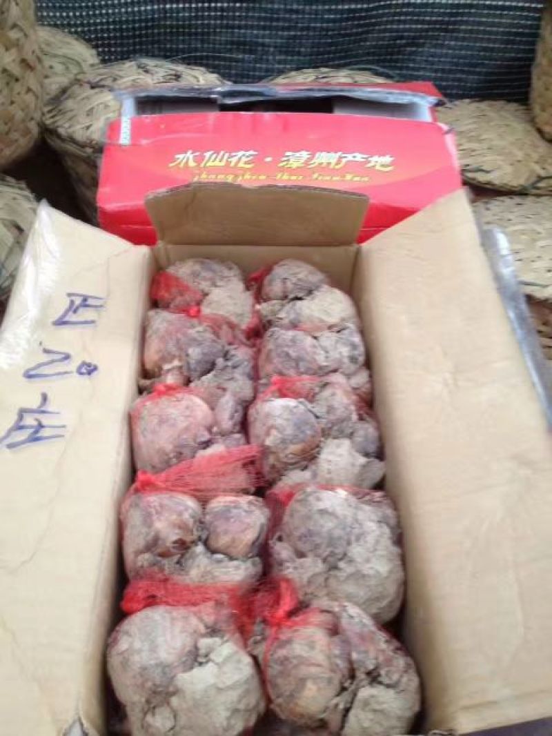 凌波仙子水仙花