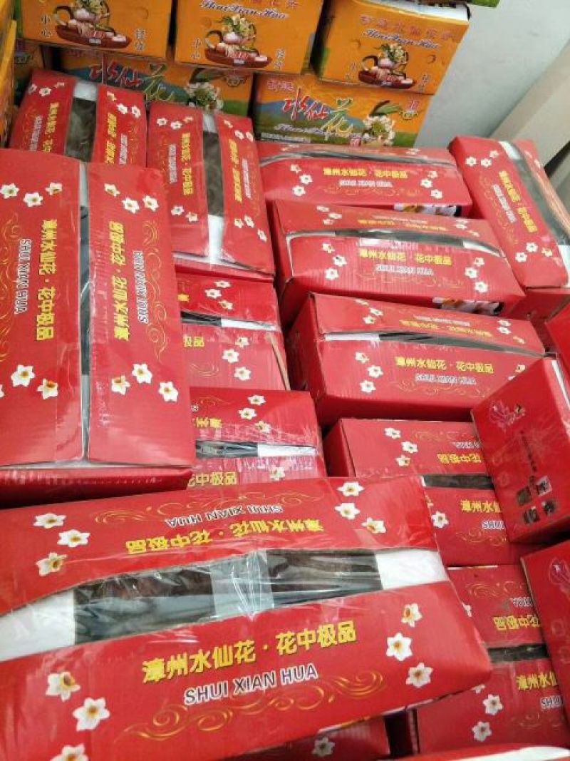 凌波仙子水仙花
